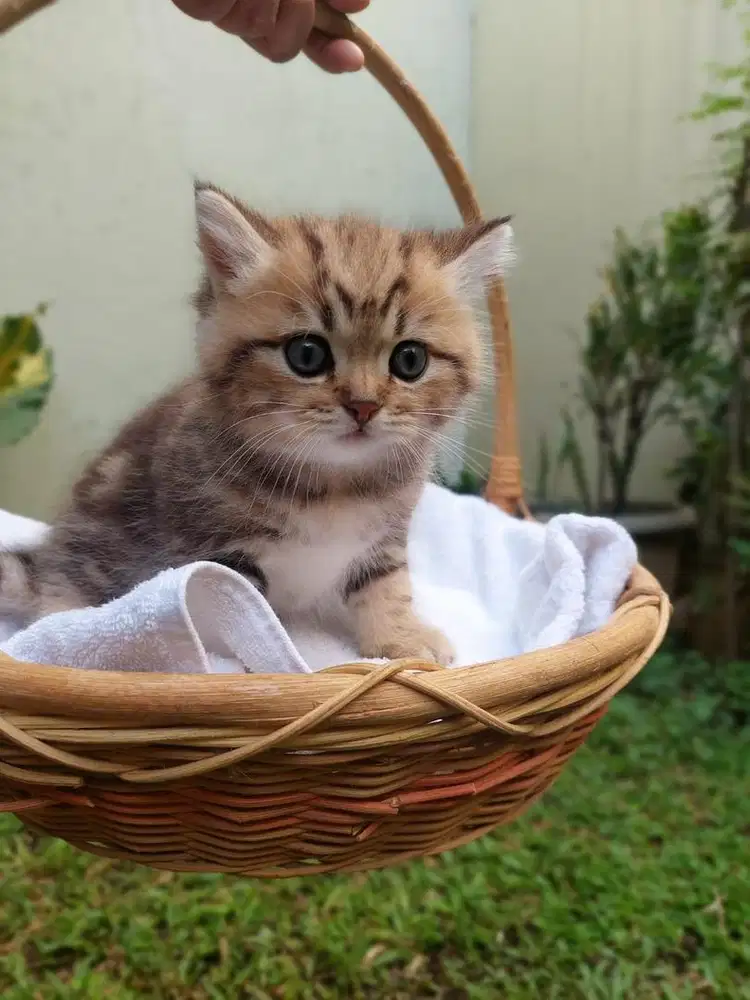 Kucing BSH golden tabby line ped import jantan betina