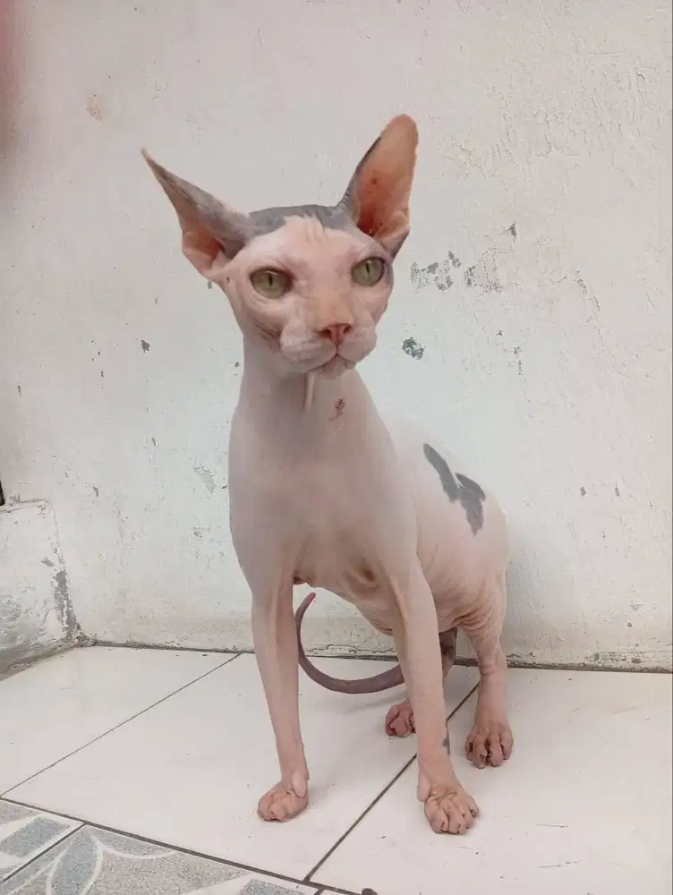Dijual kitten sphynx jantan  indukan NS Kemayoran