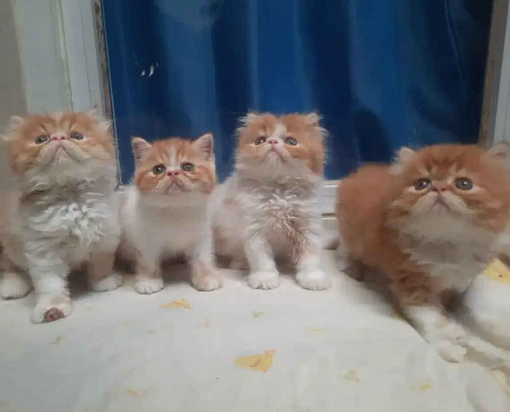 Kitten exo peaknose