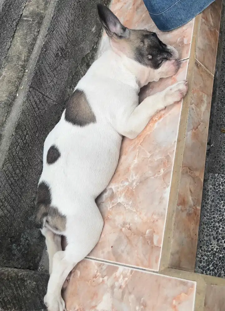 French Bulldog x Bully