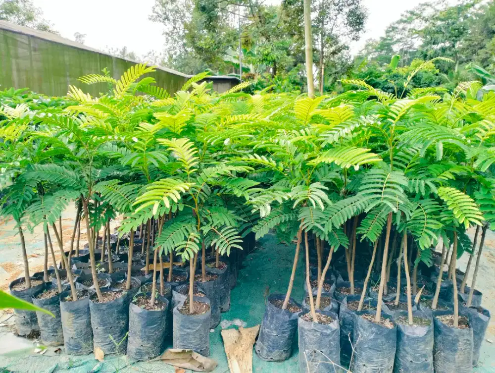 Bibit petai gobang