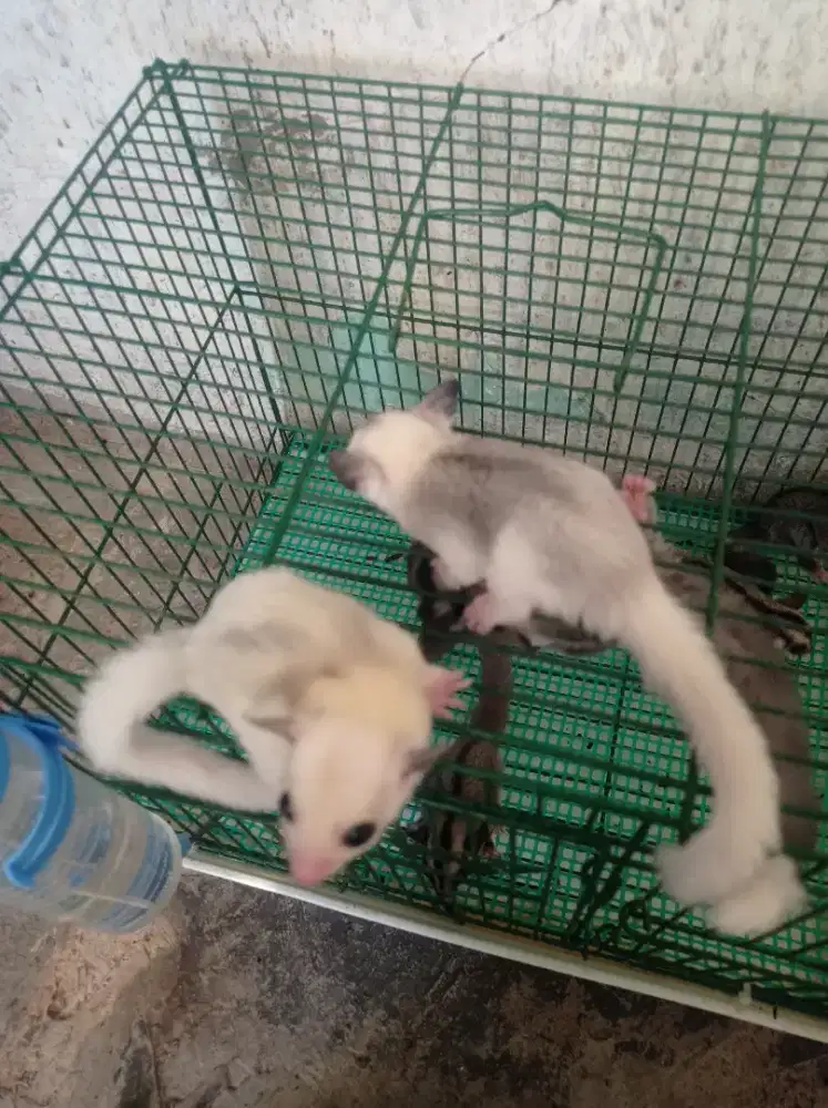 Sugar glider platmos sepasang