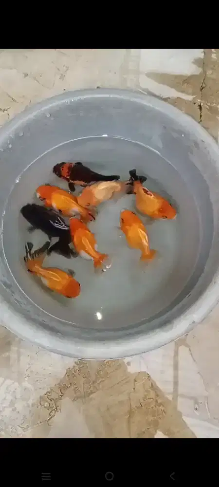 Mas koki Bagongan
