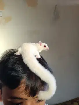 Sugar glider Leu ruby