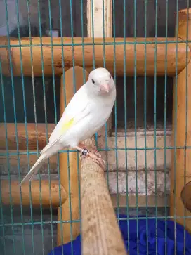 Burung kenari F1bb betina siapan