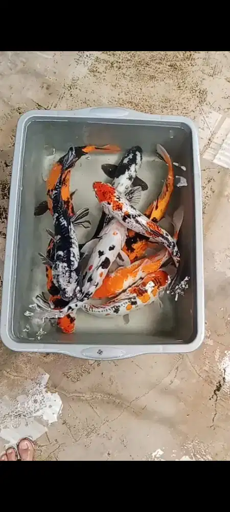 Koi Jumbo size 35-37 cm