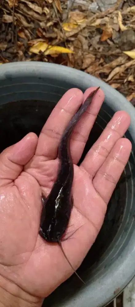Bibit Ikan Lele Sangkuriang dan mutiara UK 10-11 cm
