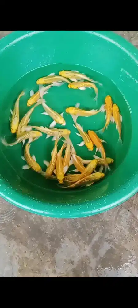Koi selayer ogon ( kuning)