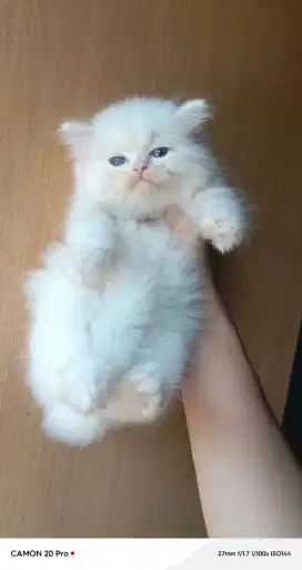 Kitten Persia Norwegian