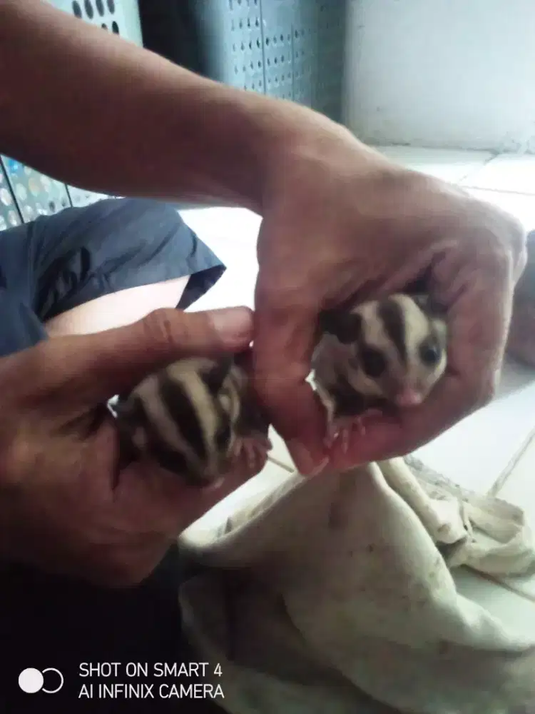 Sugar Glider Classic Grey