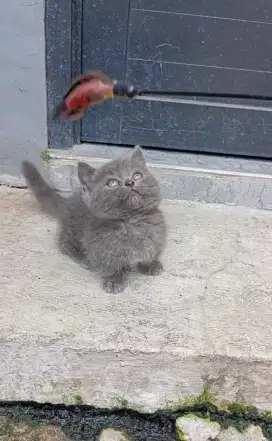 MUNCHKIN BSH BLUE