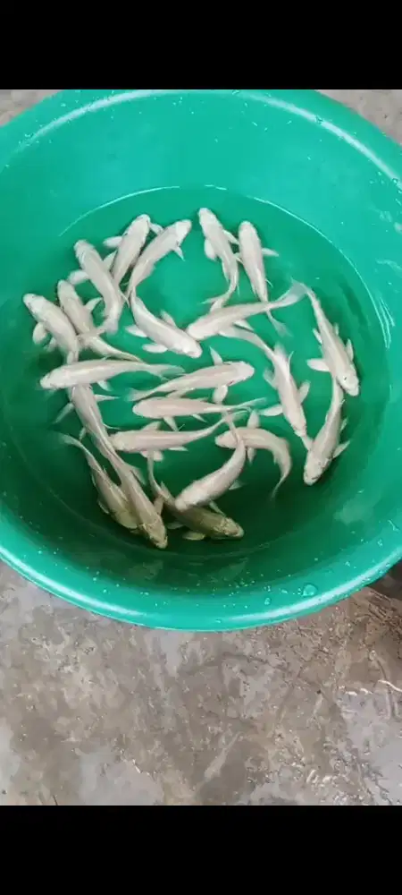 Koi Platinum selayer