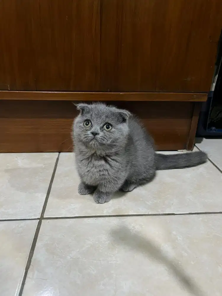 KUCING BRITISH SHORTHAIR MUNCHKIN CEBOL BETINA (BSH MUNCHKIN)