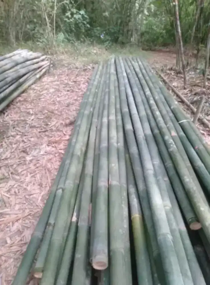 Jual bambu utuh