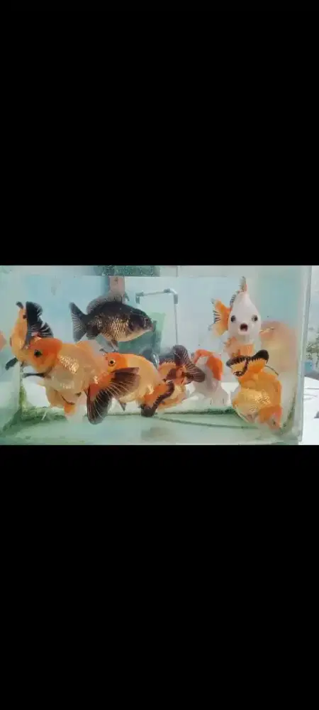 Koki 10 ekor (10-12 cm)