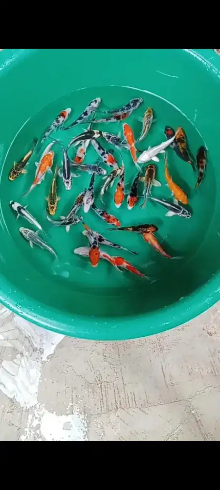Koi mix 35 ekor