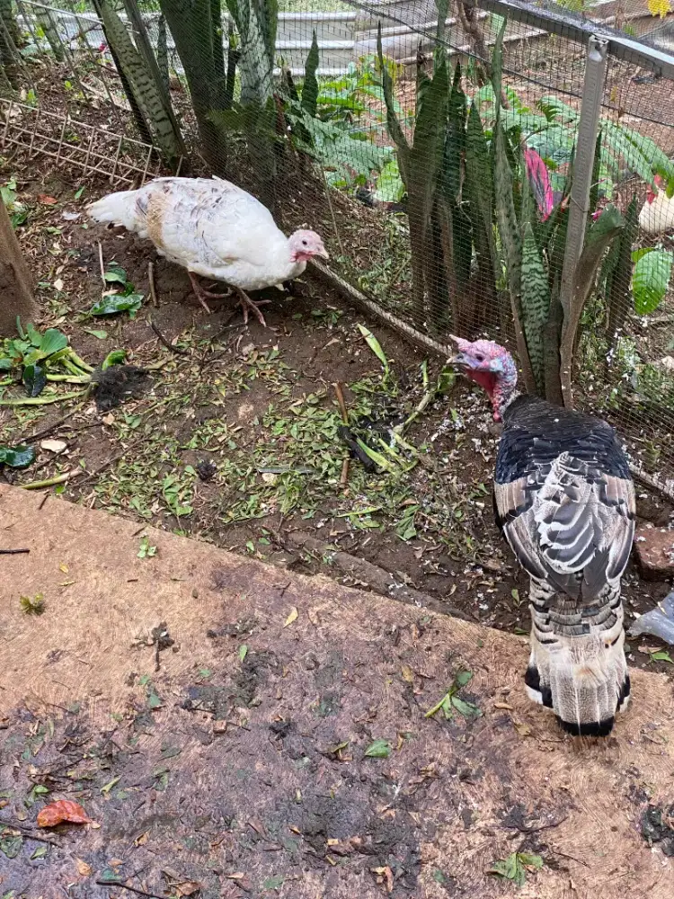 JUAL BORONGAN KALKUN & AYAM KATE