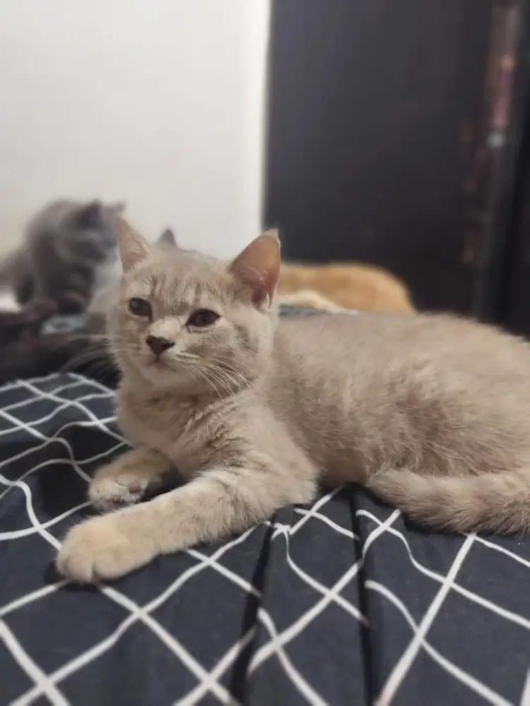 Kucing british shothair