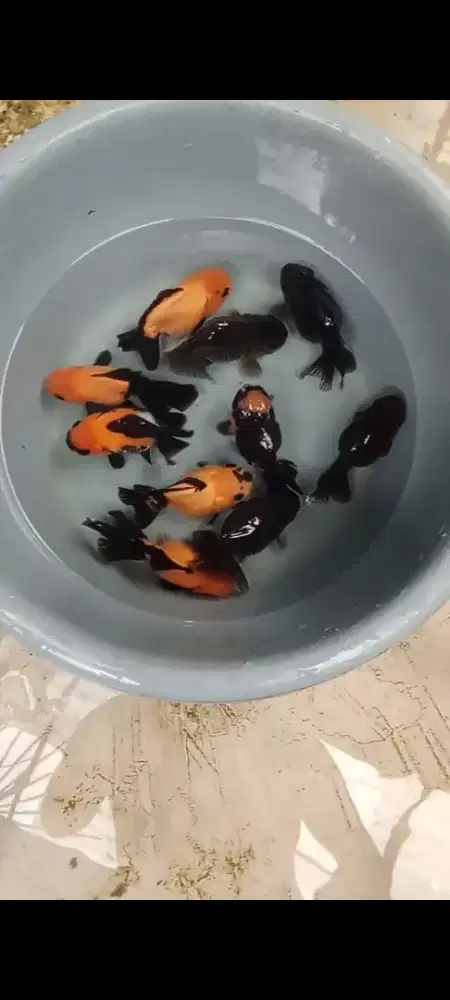 Koki 10 ekor paketan