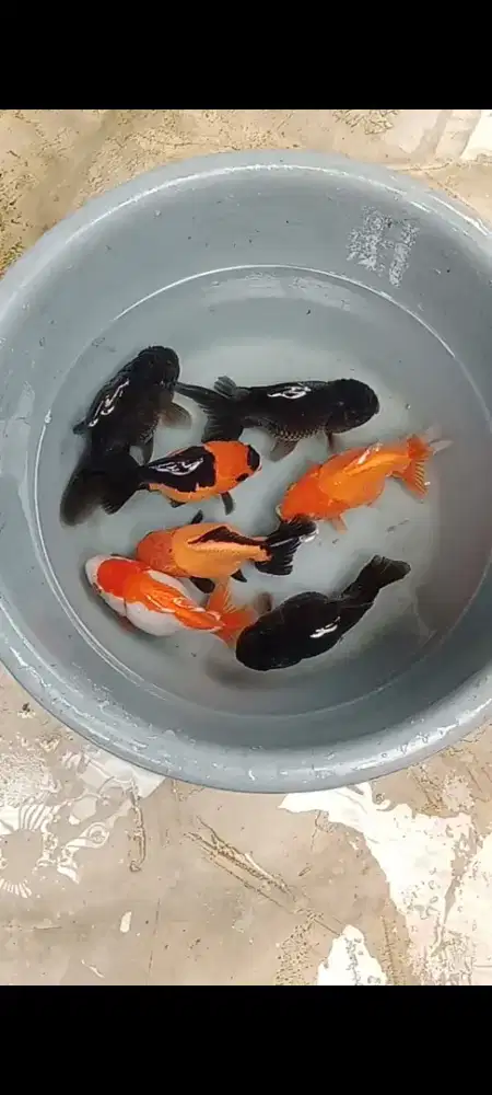 Koki Bagong 10-12 cm