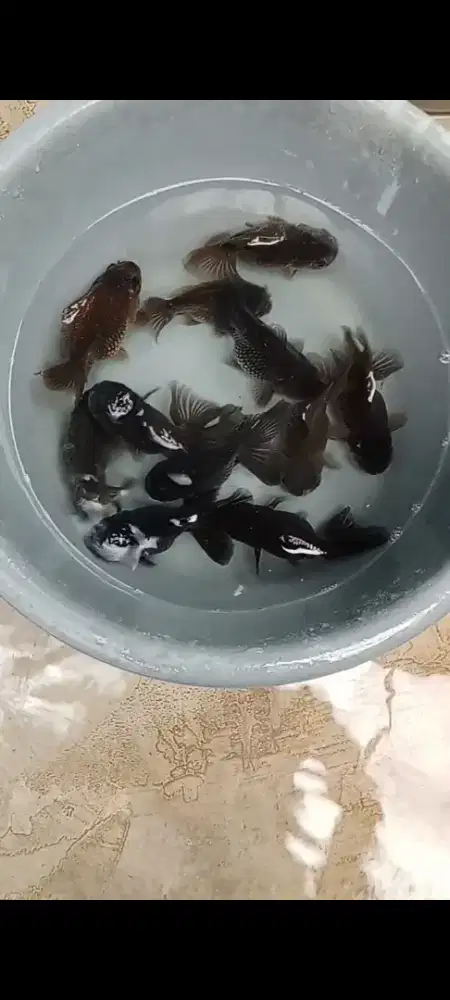 Koki Black/abu 10 ekor