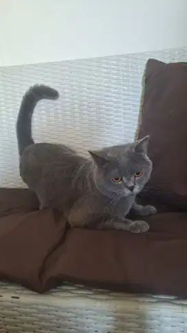 Kucing british shorthair