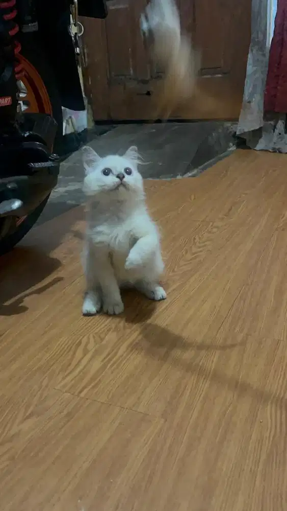 Kitten Betina putih