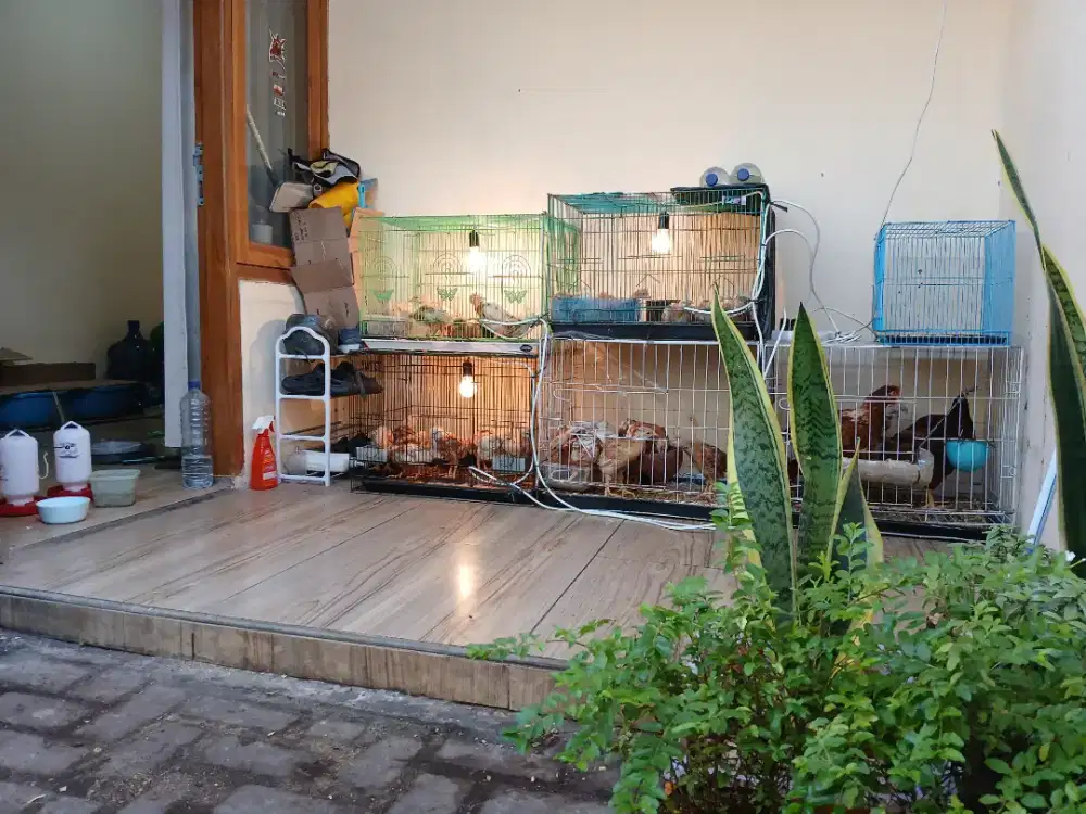 AYAM PETELUR RUMAHAN