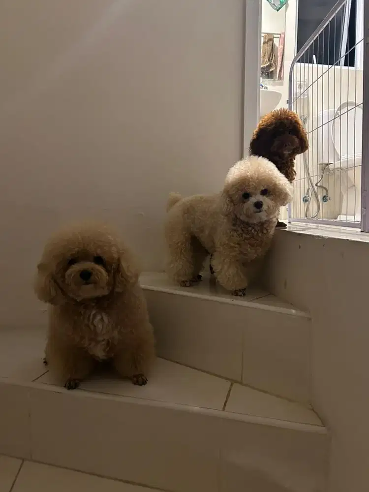 Day Care, Pet Hotel