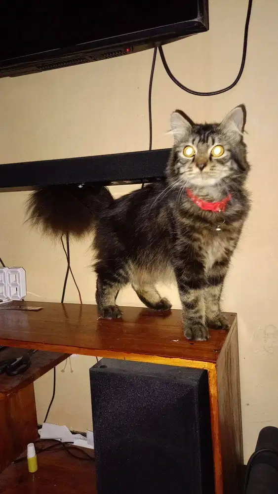 Kucing Persia Black Marble