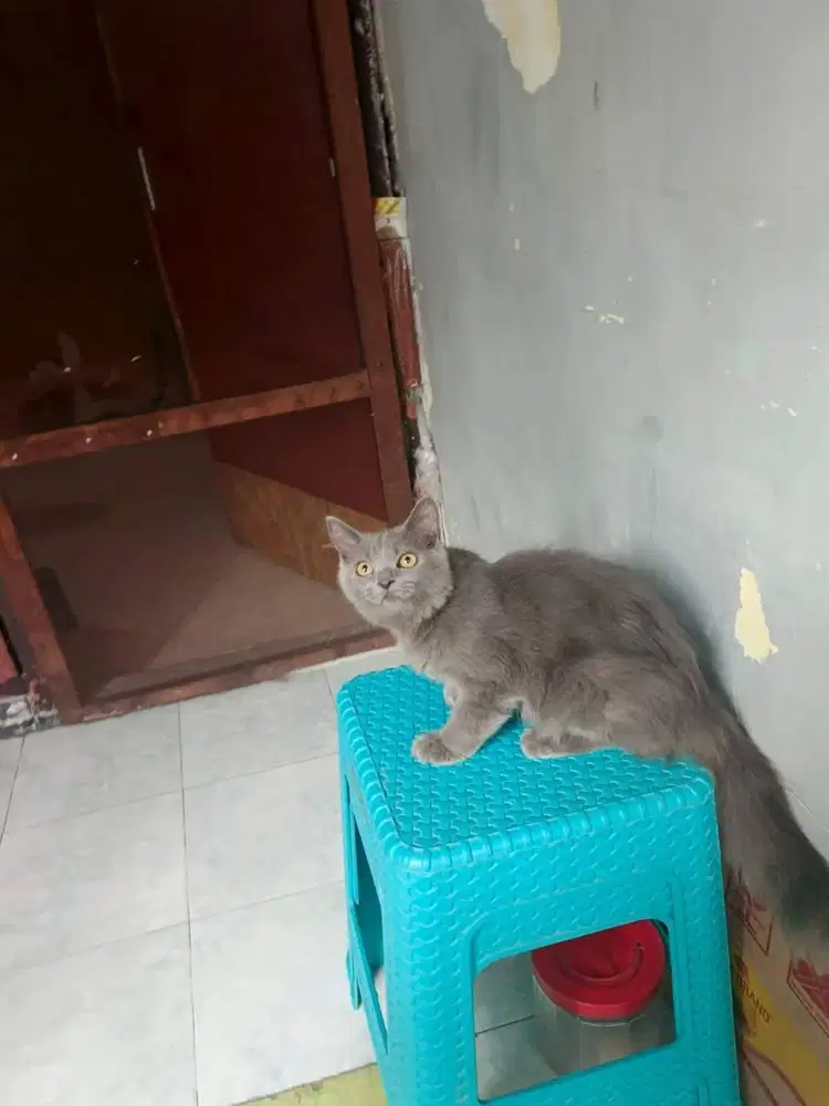 Kucing Persia Abu abu