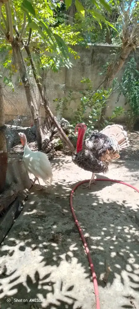 Sepasang ayam kalkun dewasa
