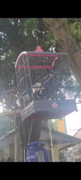 Kacer daput tretes jawa tengah
