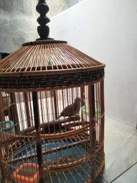 Perkutut lokal gacor cetrekan