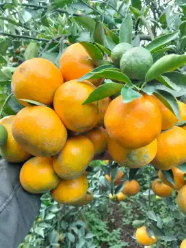 Jual jeruk segar berastagi
