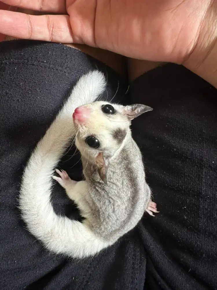 Sugar Glider White Face Mosaic dan Classic Grey.