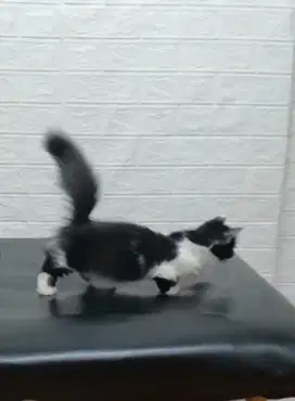 Munchkin/cebol betina usia 3bln