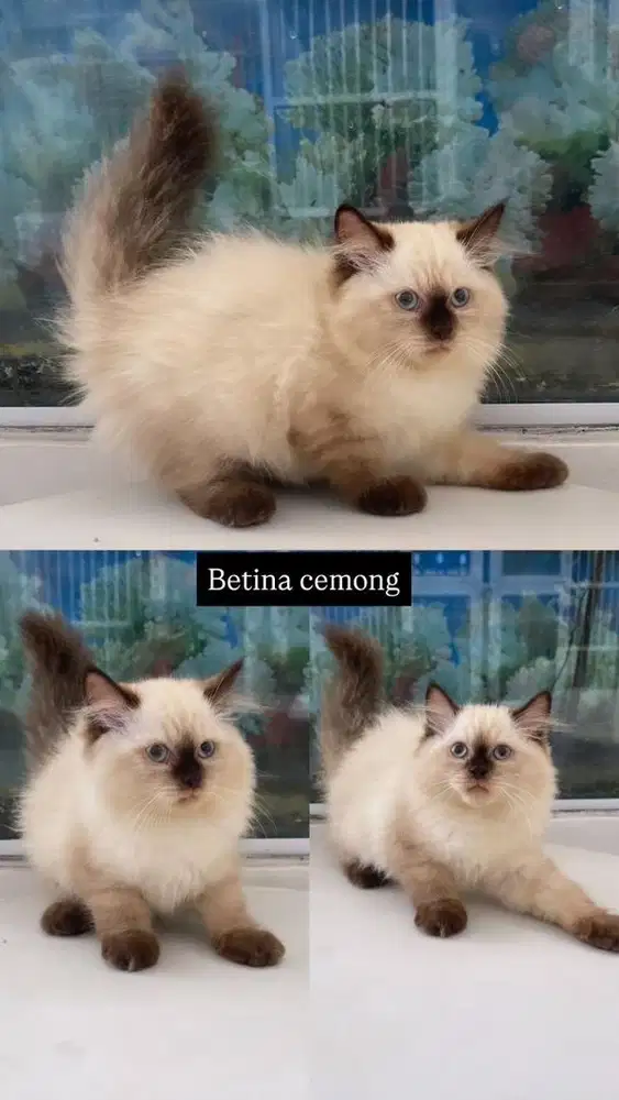 Kitten himalaya cemong