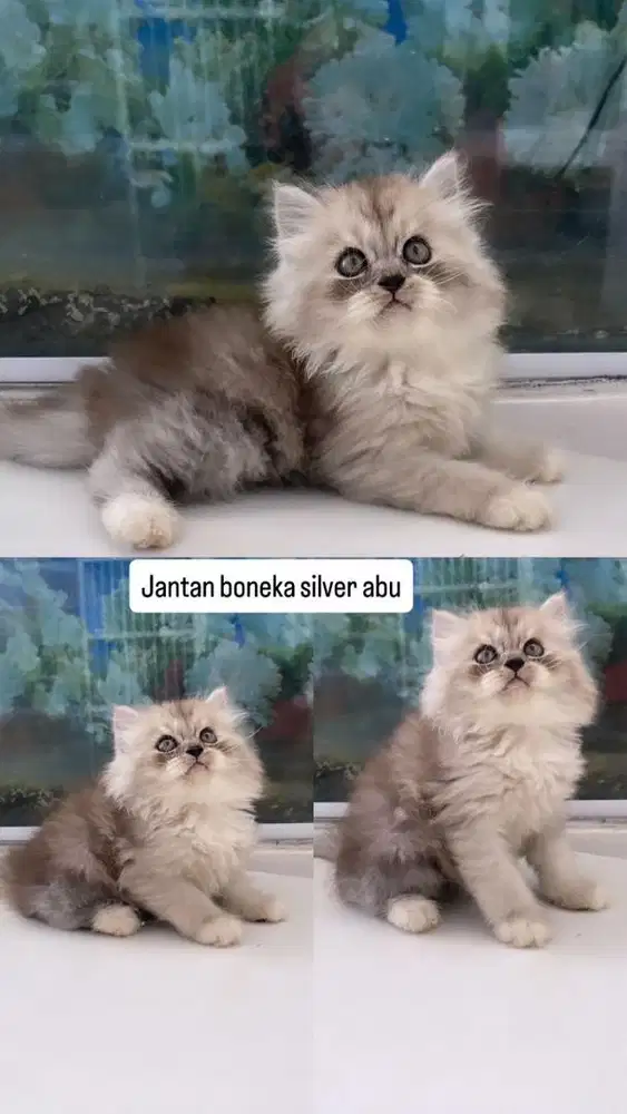 Kitten jantan silver abu smoke