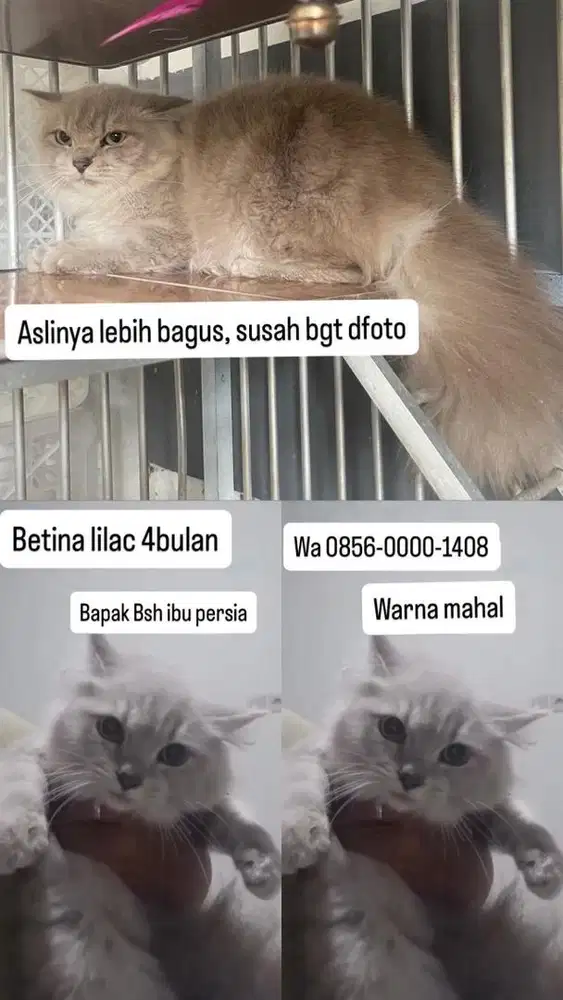 Kitten lilac betina