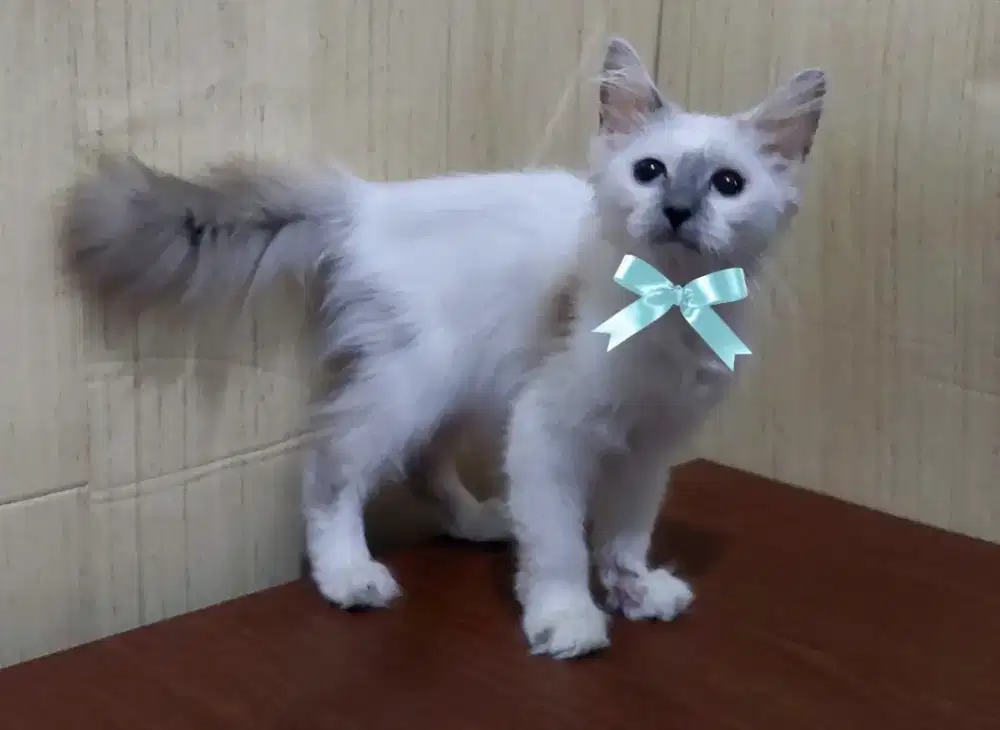 Persia kitten himalaya