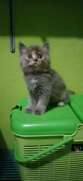 Anak Kucing lucu betina mix bsh Persia