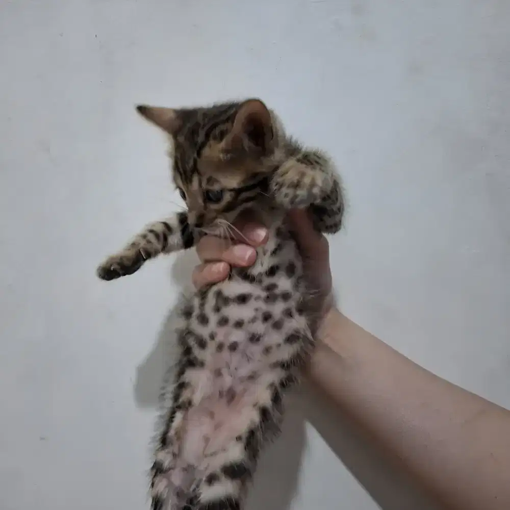 Lepas Adopsi Kucing B*ngal (Sepasang)