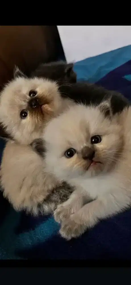 Anak kucing jantan ragdoll sealpoint super lucu bulet