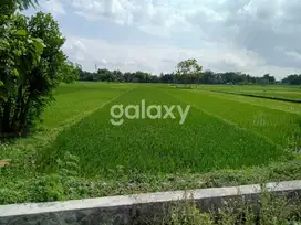 SAWAH MURAH DEKAT STADION SULTAN AGUNG (SSA) DI BANTUL - WT
