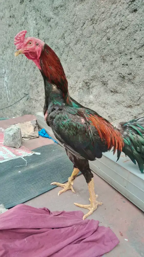 Ayam BK muda um 10 bln / uk 4