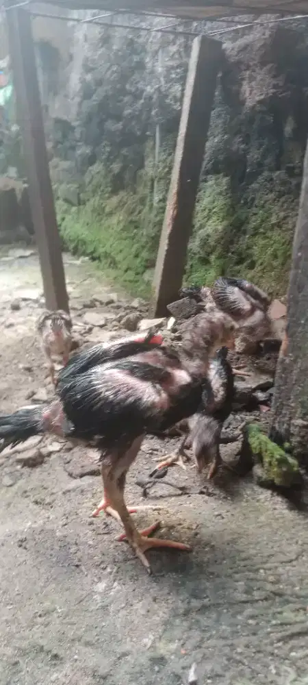 Jual cepat 5ekor anakn ayam mangoun ori