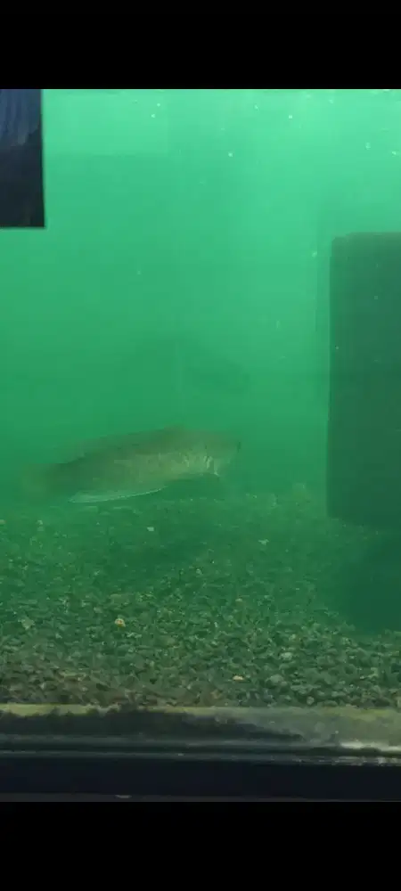 IKAN CHANNA STEWARTI FULL DOT