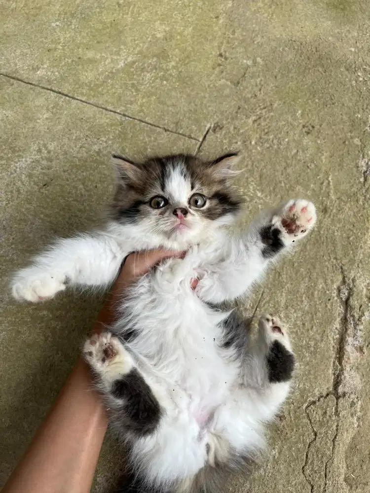 kitten/ anak kucing