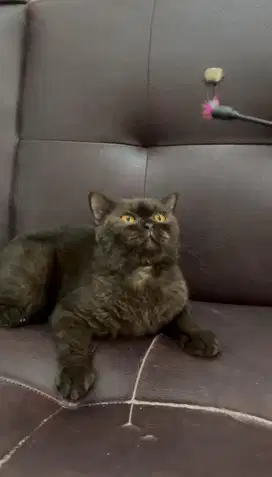 British Shorthair BSH Choco Jantan